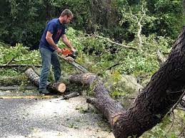 Best Seasonal Cleanup (Spring/Fall)  in Homestead, FL