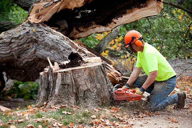 Best Storm Damage Tree Cleanup  in Homestead, FL