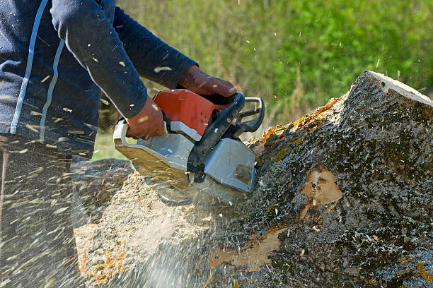 Best Tree Planting  in Homestead, FL